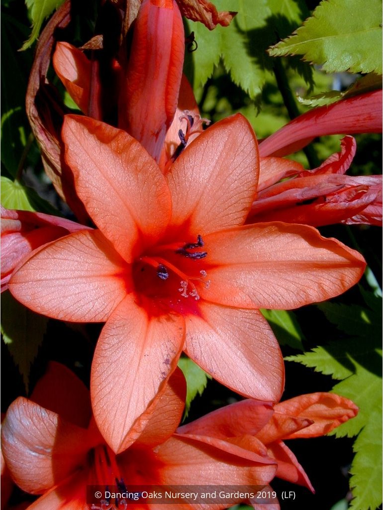 Bulbs & Tubers ~ Watsonia species (Salmon Pink), Bugle Flower ~ Dancing Oaks Nursery and Gardens ~ Retail Nursery ~ Mail Order Nursery