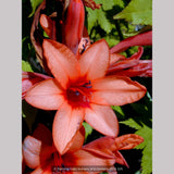 Bulbs & Tubers ~ Watsonia species (Salmon Pink), Bugle Flower ~ Dancing Oaks Nursery and Gardens ~ Retail Nursery ~ Mail Order Nursery
