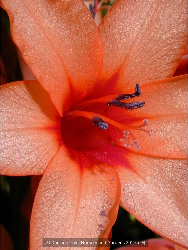 Bulbs & Tubers ~ Watsonia species (Salmon Pink), Bugle Flower ~ Dancing Oaks Nursery and Gardens ~ Retail Nursery ~ Mail Order Nursery