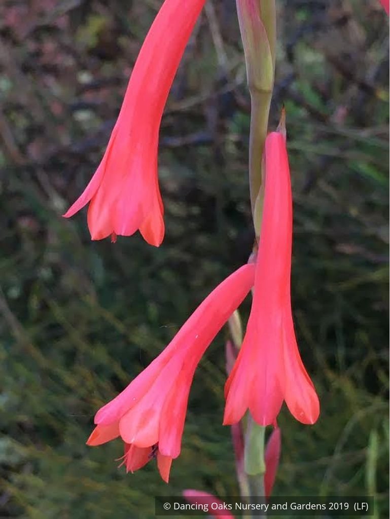 Bulbs & Tubers ~ Watsonia aletroides ~ Dancing Oaks Nursery and Gardens ~ Retail Nursery ~ Mail Order Nursery