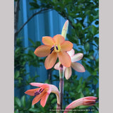 Bulbs & Tubers ~ Watsonia pillansii, Bugle Flower ~ Dancing Oaks Nursery and Gardens ~ Retail Nursery ~ Mail Order Nursery
