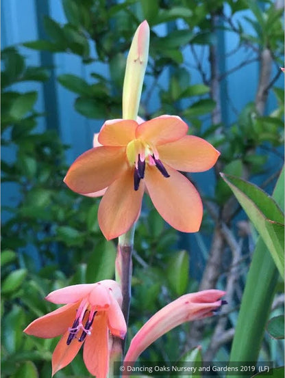 Bulbs & Tubers ~ Watsonia pillansii, Bugle Flower ~ Dancing Oaks Nursery and Gardens ~ Retail Nursery ~ Mail Order Nursery