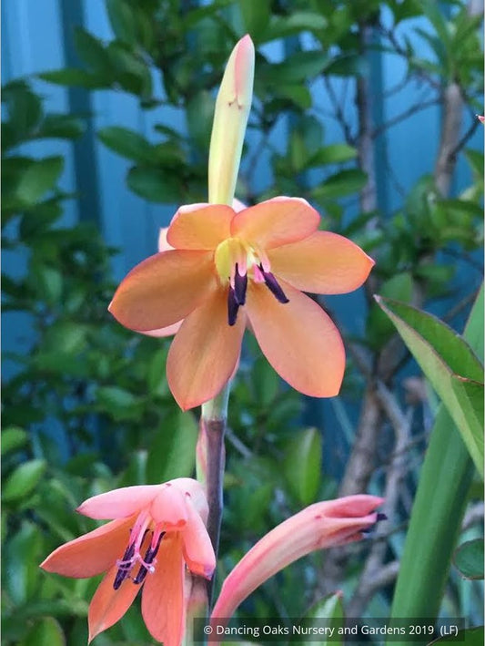 Bulbs & Tubers ~ Watsonia pillansii, Bugle Flower ~ Dancing Oaks Nursery and Gardens ~ Retail Nursery ~ Mail Order Nursery