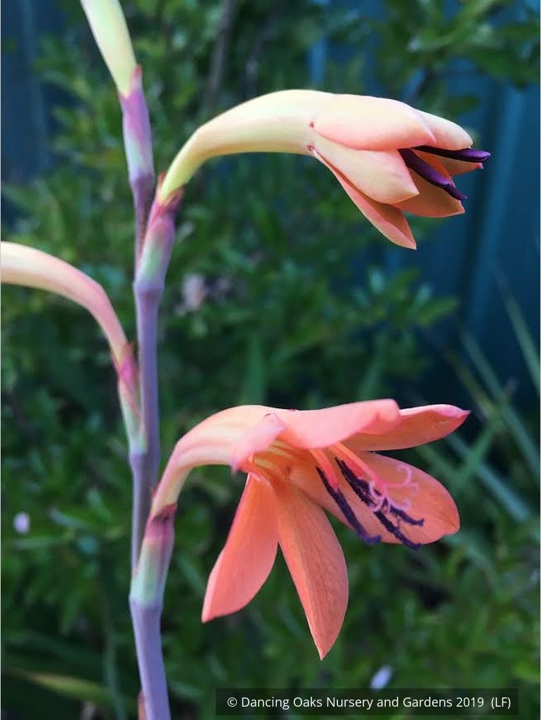 Bulbs & Tubers ~ Watsonia pillansii, Bugle Flower ~ Dancing Oaks Nursery and Gardens ~ Retail Nursery ~ Mail Order Nursery