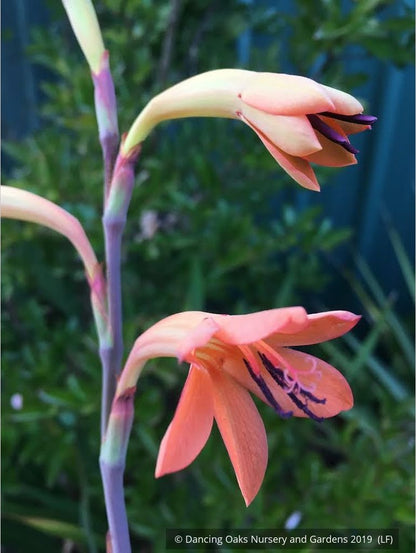 Bulbs & Tubers ~ Watsonia pillansii, Bugle Flower ~ Dancing Oaks Nursery and Gardens ~ Retail Nursery ~ Mail Order Nursery