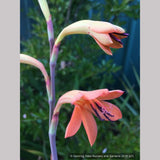 Bulbs & Tubers ~ Watsonia pillansii, Bugle Flower ~ Dancing Oaks Nursery and Gardens ~ Retail Nursery ~ Mail Order Nursery