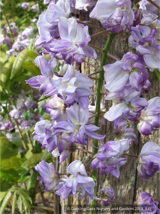 Vines ~ Wisteria floribunda 'Black Dragon', Japanese Wisteria ~ Dancing Oaks Nursery and Gardens ~ Retail Nursery ~ Mail Order Nursery