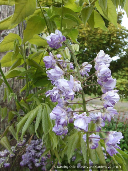 Vines ~ Wisteria floribunda 'Black Dragon', Japanese Wisteria ~ Dancing Oaks Nursery and Gardens ~ Retail Nursery ~ Mail Order Nursery