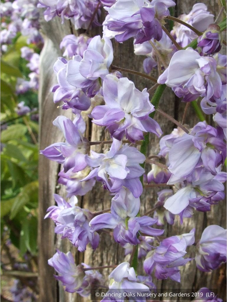 Vines ~ Wisteria floribunda 'Black Dragon', Japanese Wisteria ~ Dancing Oaks Nursery and Gardens ~ Retail Nursery ~ Mail Order Nursery