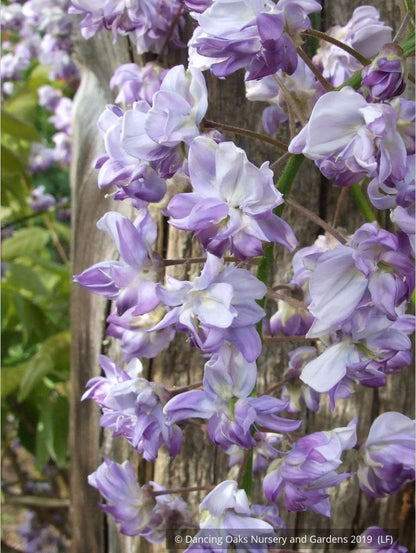 Vines ~ Wisteria floribunda 'Black Dragon', Japanese Wisteria ~ Dancing Oaks Nursery and Gardens ~ Retail Nursery ~ Mail Order Nursery