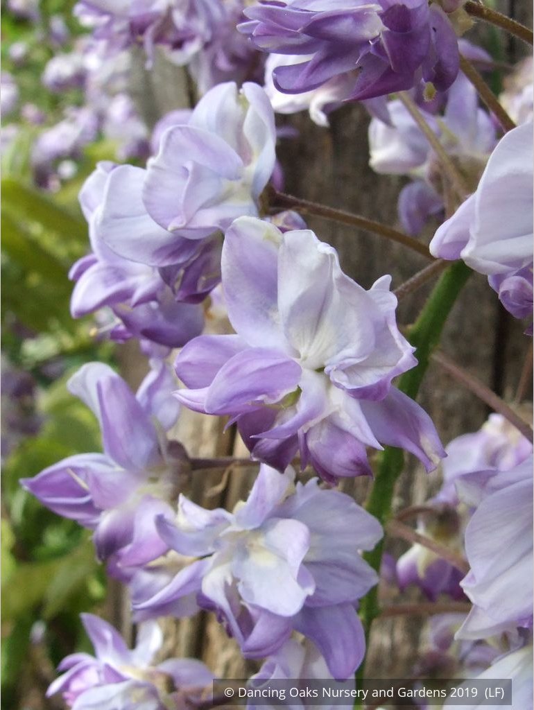 Vines ~ Wisteria floribunda 'Black Dragon', Japanese Wisteria ~ Dancing Oaks Nursery and Gardens ~ Retail Nursery ~ Mail Order Nursery
