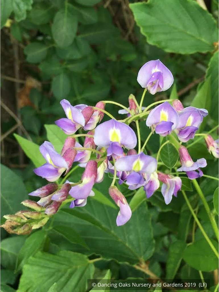 Vines ~ Wisteria macrostachya 'Blue Moon', Kentucky Re-blooming Wisteria ~ Dancing Oaks Nursery and Gardens ~ Retail Nursery ~ Mail Order Nursery