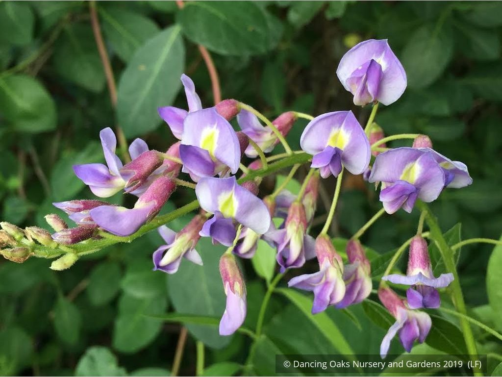 Vines ~ Wisteria macrostachya 'Blue Moon', Kentucky Re-blooming Wisteria ~ Dancing Oaks Nursery and Gardens ~ Retail Nursery ~ Mail Order Nursery