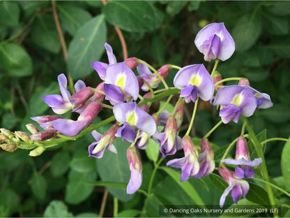 Vines ~ Wisteria macrostachya 'Blue Moon', Kentucky Re-blooming Wisteria ~ Dancing Oaks Nursery and Gardens ~ Retail Nursery ~ Mail Order Nursery