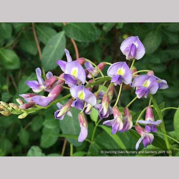 Wisteria macrostachya 'Blue Moon', Kentucky Re-blooming Wisteria – Dancing  Oaks Nursery and Gardens