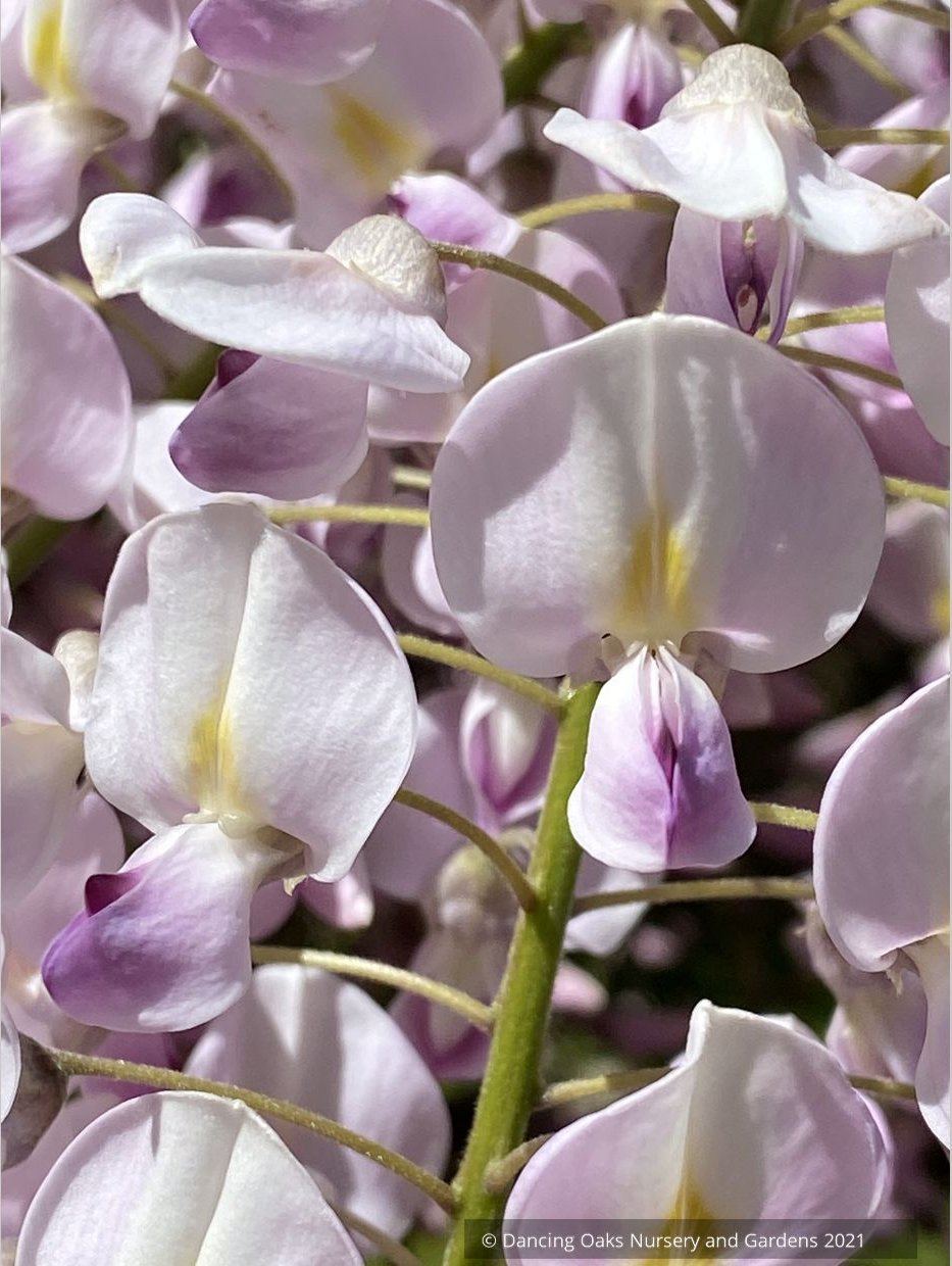 Wisteria floribunda 'Honbeni' (syn. 'Pink Ice'), Japanese wisteria