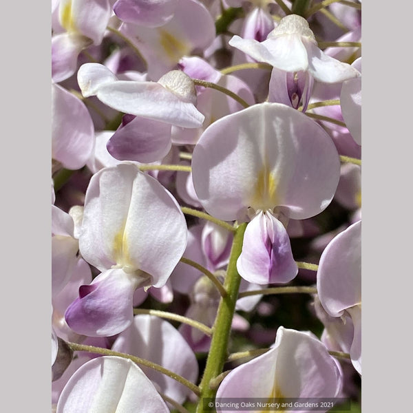 WisteriaHonbeni2023a_DancingOa