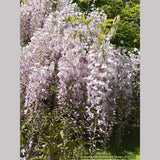 Wisteria floribunda 'Honbeni' (syn. 'Pink Ice'), Japanese wisteria