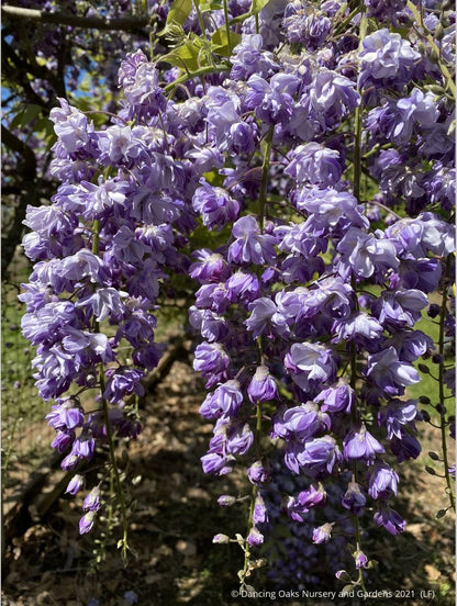 Vines ~ Wisteria floribunda 'Black Dragon', Japanese Wisteria ~ Dancing Oaks Nursery and Gardens ~ Retail Nursery ~ Mail Order Nursery