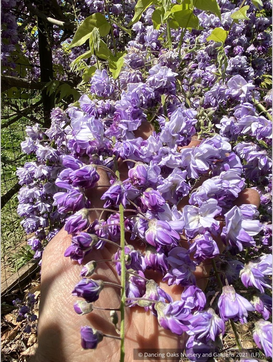 Vines ~ Wisteria floribunda 'Black Dragon', Japanese Wisteria ~ Dancing Oaks Nursery and Gardens ~ Retail Nursery ~ Mail Order Nursery