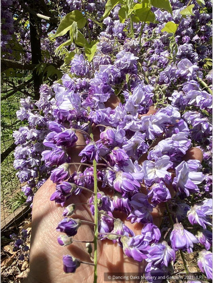 Vines ~ Wisteria floribunda 'Black Dragon', Japanese Wisteria ~ Dancing Oaks Nursery and Gardens ~ Retail Nursery ~ Mail Order Nursery
