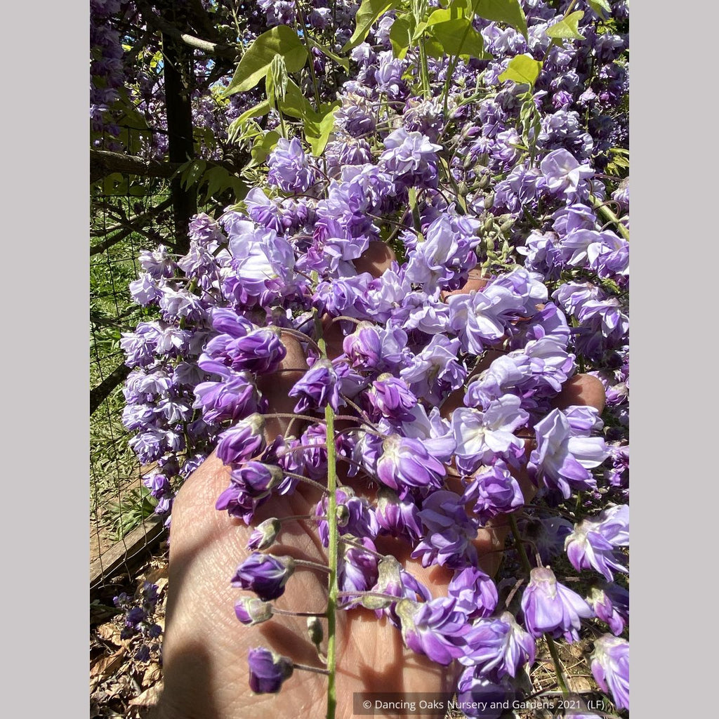 Wisteria floribunda 'Black Dragon', Japanese Wisteria Dancing Oaks