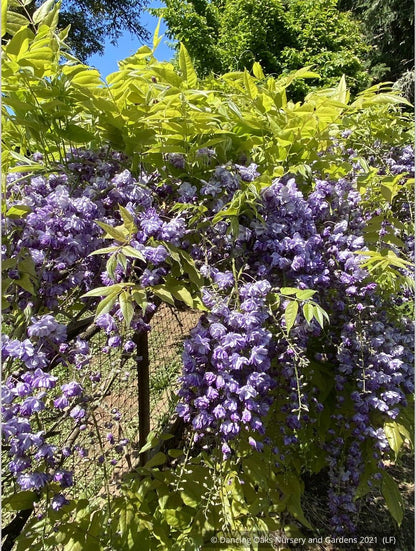 Vines ~ Wisteria floribunda 'Black Dragon', Japanese Wisteria ~ Dancing Oaks Nursery and Gardens ~ Retail Nursery ~ Mail Order Nursery