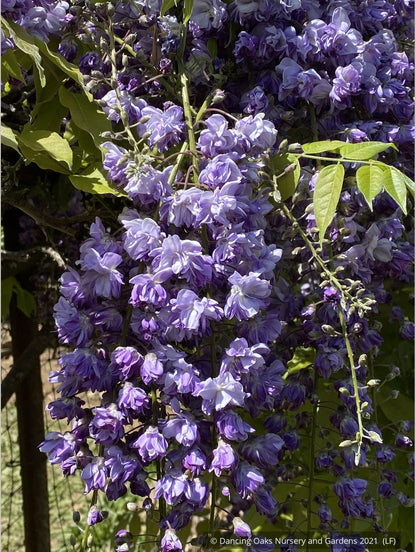 Vines ~ Wisteria floribunda 'Black Dragon', Japanese Wisteria ~ Dancing Oaks Nursery and Gardens ~ Retail Nursery ~ Mail Order Nursery