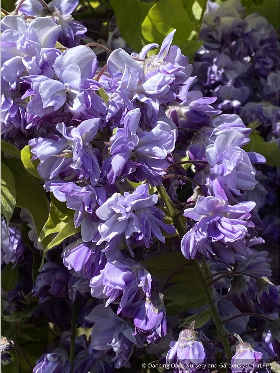 Vines ~ Wisteria floribunda 'Black Dragon', Japanese Wisteria ~ Dancing Oaks Nursery and Gardens ~ Retail Nursery ~ Mail Order Nursery