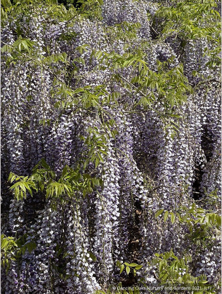 Vines ~ Wisteria floribunda 'Macrobotrys' (syn. 'Multijuga'), Long-Chain Japanese Wisteria ~ Dancing Oaks Nursery and Gardens ~ Retail Nursery ~ Mail Order Nursery