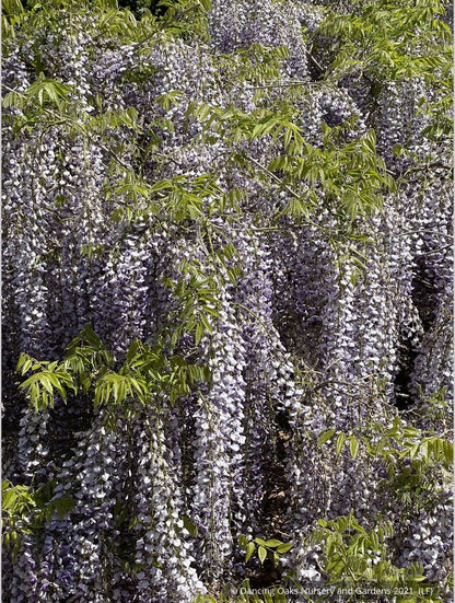 Vines ~ Wisteria floribunda 'Macrobotrys' (syn. 'Multijuga'), Long-Chain Japanese Wisteria ~ Dancing Oaks Nursery and Gardens ~ Retail Nursery ~ Mail Order Nursery