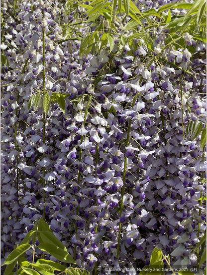 Vines ~ Wisteria floribunda 'Macrobotrys' (syn. 'Multijuga'), Long-Chain Japanese Wisteria ~ Dancing Oaks Nursery and Gardens ~ Retail Nursery ~ Mail Order Nursery