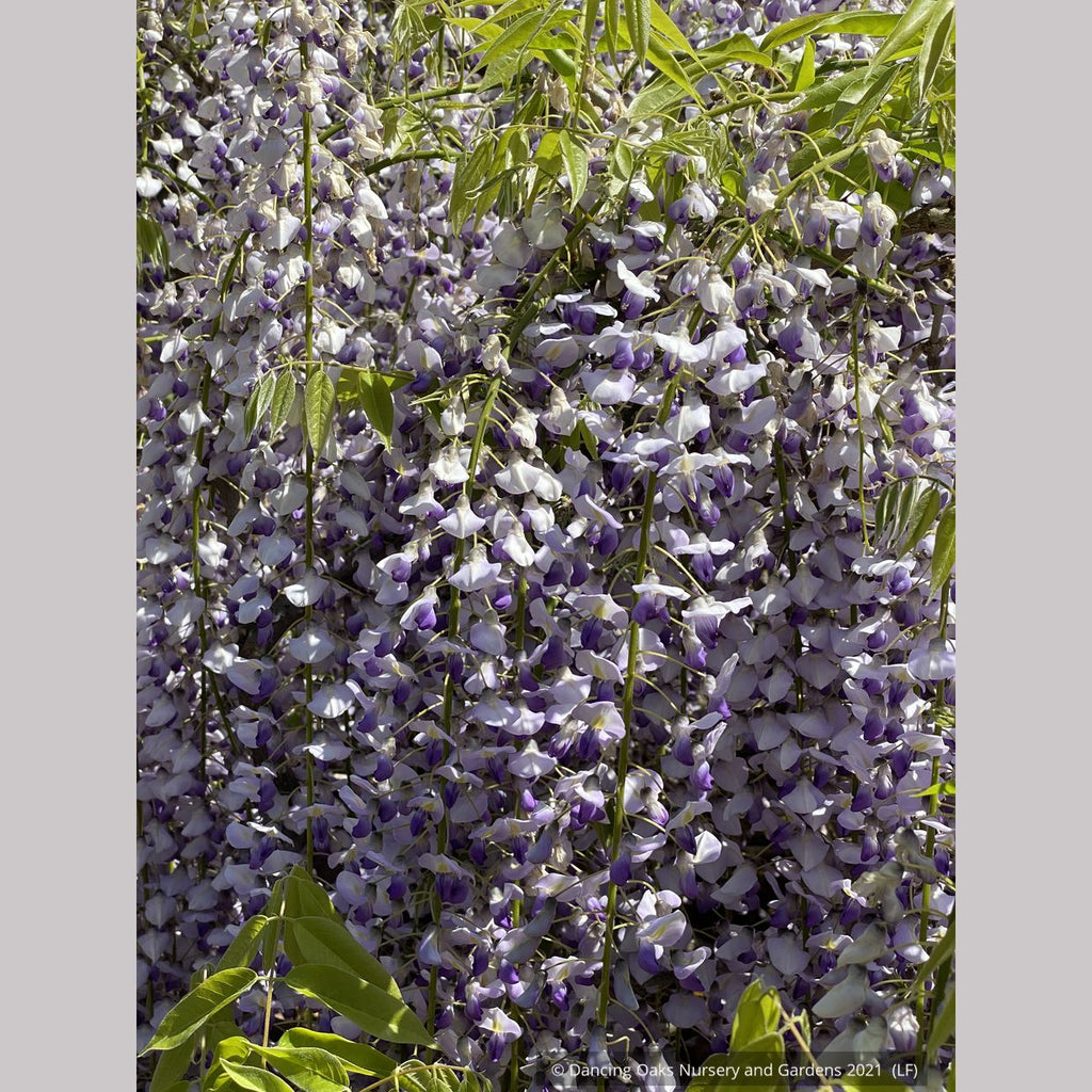 Wisteria floribunda 'Macrobotrys' (syn. 'Multijuga'), Long-Chain Japan ...