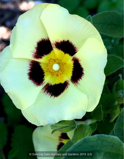 Shrubs ~ x Halimiocistus wintonensis 'Merrist Wood Cream', Rock Rose ~ Dancing Oaks Nursery and Gardens ~ Retail Nursery ~ Mail Order Nursery