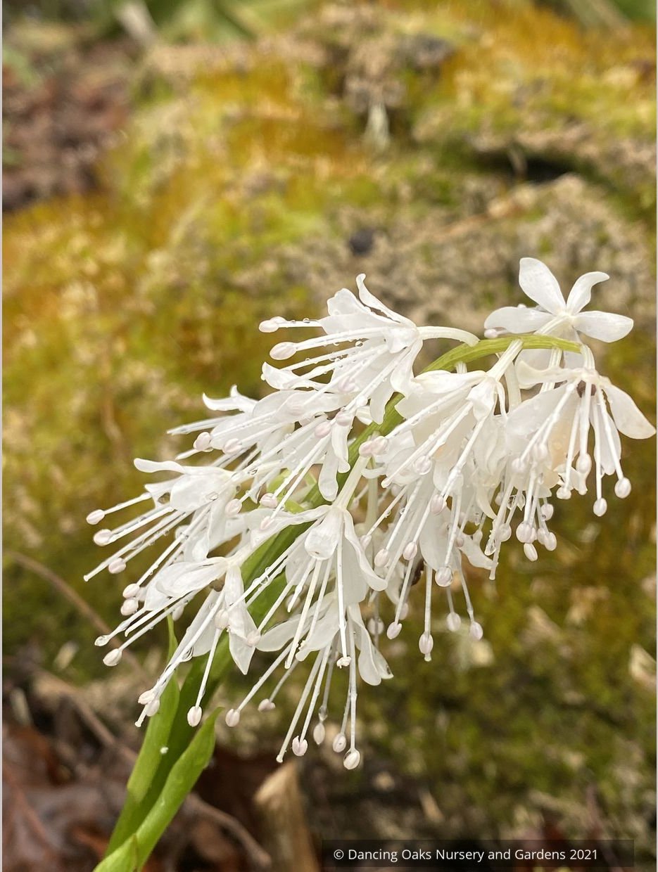 Ypsilandra thibetica