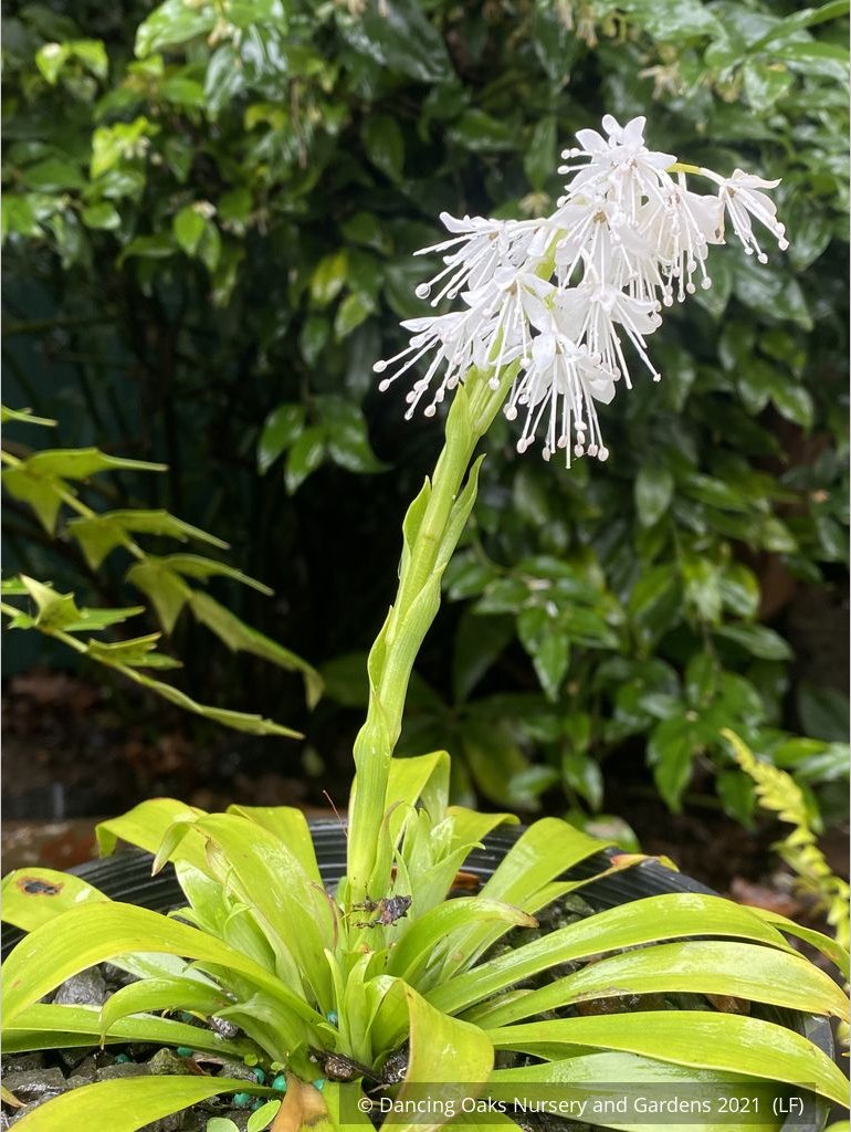 Perennials ~ Ypsilandra thibetica ~ Dancing Oaks Nursery and Gardens ~ Retail Nursery ~ Mail Order Nursery