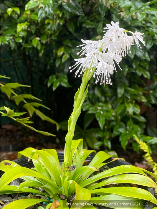 Perennials ~ Ypsilandra thibetica ~ Dancing Oaks Nursery and Gardens ~ Retail Nursery ~ Mail Order Nursery
