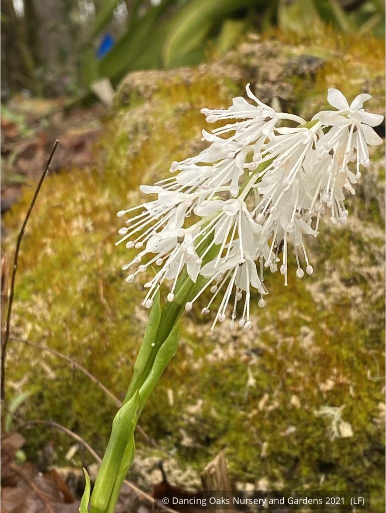 Perennials ~ Ypsilandra thibetica ~ Dancing Oaks Nursery and Gardens ~ Retail Nursery ~ Mail Order Nursery
