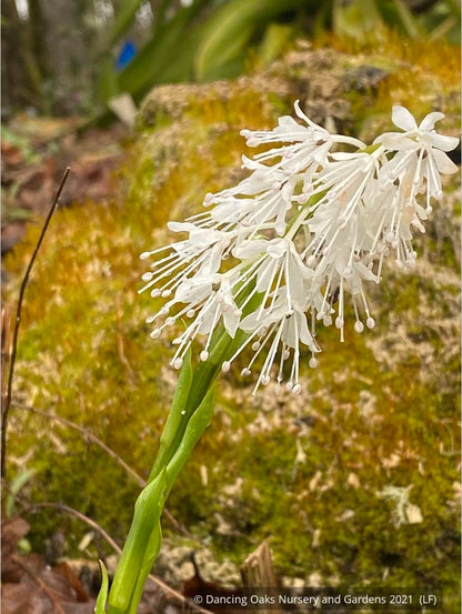 Perennials ~ Ypsilandra thibetica ~ Dancing Oaks Nursery and Gardens ~ Retail Nursery ~ Mail Order Nursery