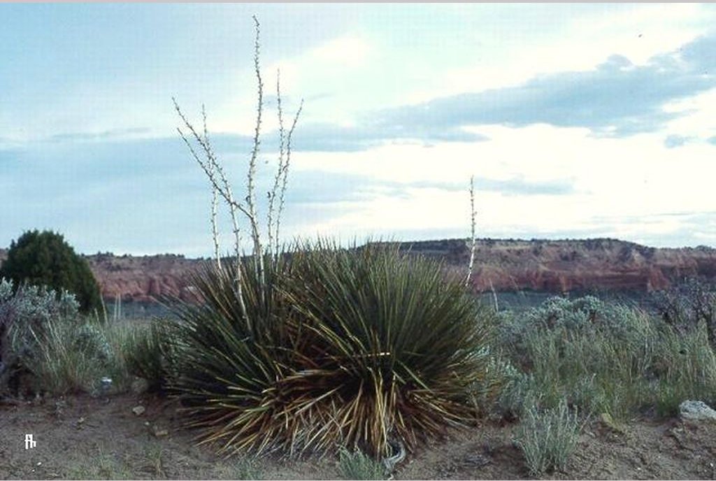 Perennials ~ Yucca angustissima var. kanabensis, Kanab Yucca ~ Dancing Oaks Nursery and Gardens ~ Retail Nursery ~ Mail Order Nursery