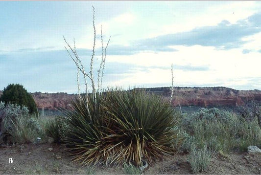 Perennials ~ Yucca angustissima var. kanabensis, Kanab Yucca ~ Dancing Oaks Nursery and Gardens ~ Retail Nursery ~ Mail Order Nursery