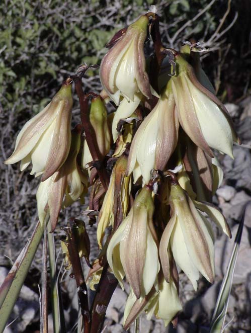 Perennials ~ Yucca baccata, Banana Yucca ~ Dancing Oaks Nursery and Gardens ~ Retail Nursery ~ Mail Order Nursery