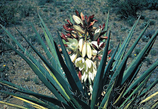 Perennials ~ Yucca baccata, Banana Yucca ~ Dancing Oaks Nursery and Gardens ~ Retail Nursery ~ Mail Order Nursery
