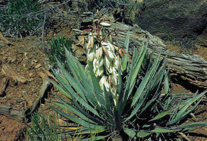 Perennials ~ Yucca baccata, Banana Yucca ~ Dancing Oaks Nursery and Gardens ~ Retail Nursery ~ Mail Order Nursery