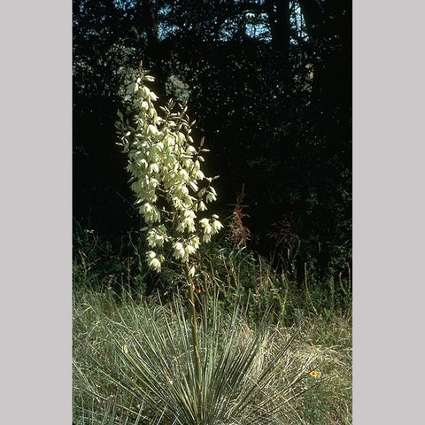 Perennials ~ Yucca glauca, Soapweed Yucca or Plains Yucca ~ Dancing Oaks Nursery and Gardens ~ Retail Nursery ~ Mail Order Nursery