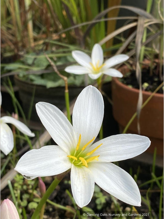 Bulbs & Tubers ~ Zephyranthes candida var. major, Rain Lily ~ Dancing Oaks Nursery and Gardens ~ Retail Nursery ~ Mail Order Nursery