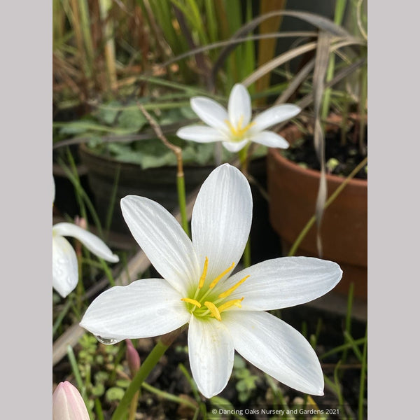 blue rain lily flower Zephyranthes candida var. major, Rain Lily – Dancing Oaks Nursery and Gardens
