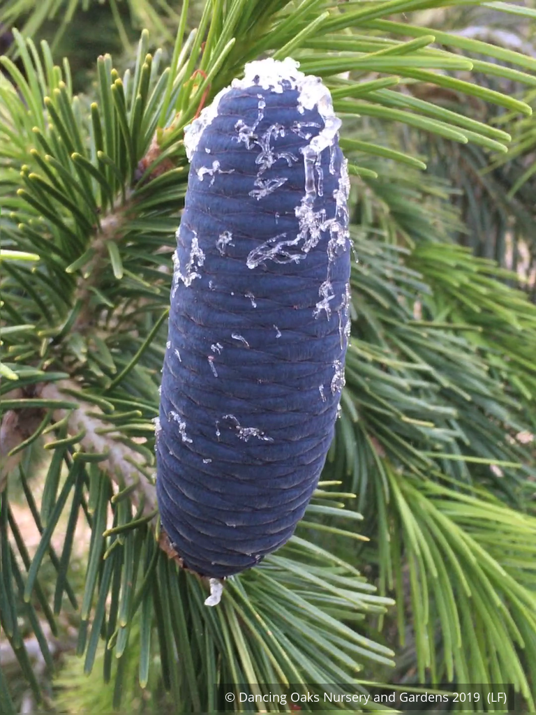 Trees ~ Abies pindrow, West Himalayan Fir ~ Dancing Oaks Nursery and Gardens ~ Retail Nursery ~ Mail Order Nursery
