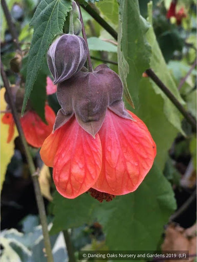 Shrubs ~ Abutilon 'Dennis', Flowering Maple ~ Dancing Oaks Nursery and Gardens ~ Retail Nursery ~ Mail Order Nursery