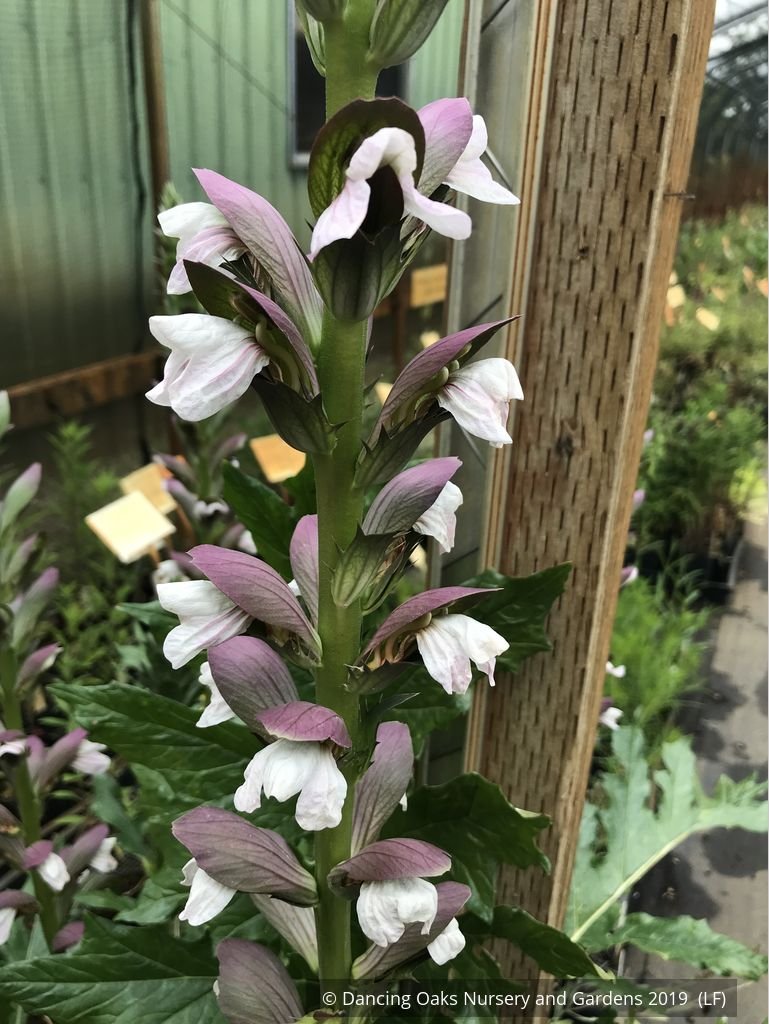 Perennials ~ Acanthus hybrid 'Summer Beauty', Bear's Breeches ~ Dancing Oaks Nursery and Gardens ~ Retail Nursery ~ Mail Order Nursery